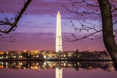 Washington_Monument_Washington_DC_Tidal_Basin_Blue_moment_Predawn_Cherry_Tree_framing_Low_light_photography