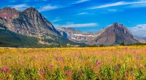 Fireweed_and_Many_Glacier_Glacier_National_Park_Montana-c77