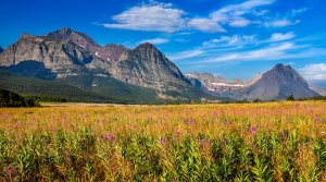 Fireweed_and_Many_Glacier_Glacier_National_Park_Montana_2-c37