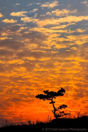 Lone_Tree_Sunrise_-_Glacier_National_Park_Montana-c38