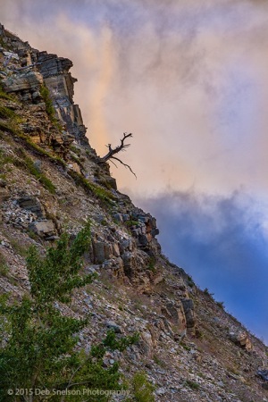 Lone_Tree_on_Mt_Grinnell_Glacier_National_Park_Montana-c86