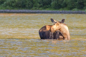 Moose_Cow_in_Fishercap_Lake_Glacier_National_Park_Montana-c77