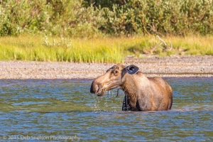 Moose_Cow_in_Fishercap_Lake__Glacier_National_Park_Montana-c79