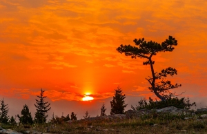 Smoke-enhanced_sunrise_with_tree_Many_Glacier_Glacier_National_Park_Montana_USA_lone_tree-c30