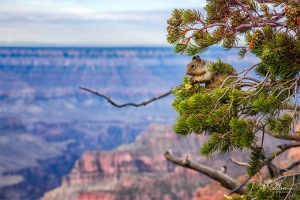 Bright_Angel_Point_Squirrel_Grand_Canyon