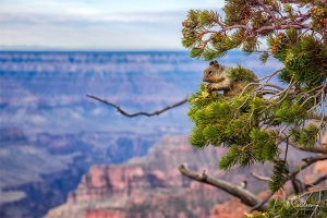 Bright_Angel_Point_Squirrel_Grand_Canyon