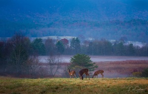 Deer-and-Fog-Cades-Cove-in-Great-Smoky-Mountains-Tennessee