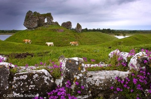 Castle-at-Clonmacnoise-County-Offaly-Ireland-cows-River-Shannon