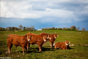 Clontuskert-Cows-County-Galway-Ireland