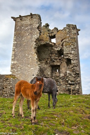 Connemara-Ponies-at-Renvyl-Castle-County-Galway-Ireland