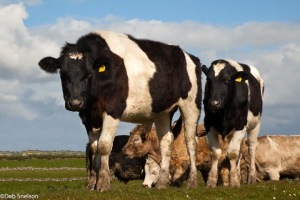 Cows-Ross-Errilly-Friary-County-Galway-Ireland