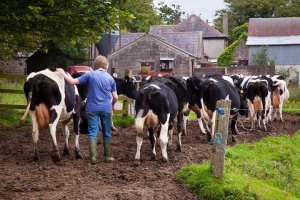 Cows-to-Farm-Grange-Limerick-Ireland