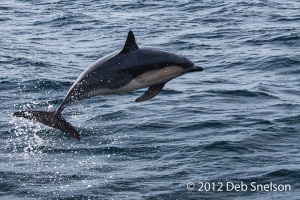 Dolphin-jumping-ahead-of-boat-Colin-Barnes-Whale-Watching-Cork-Ireland