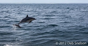 Dolphins-jumping-ahead-of-boat-Colin-Barnes-Whale-Watching-Cork-Ireland