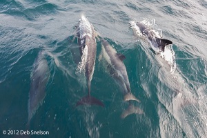 Dolphins-racing-ahead-of-boat-Colin-Barnes-Whale-Watching-Cork-Ireland
