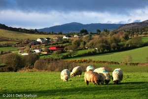 Faughart-Hill-Counkty-Offaly-Ireland-Sheep-pastoral-scenic