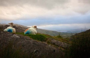 Healy-Pass-sheep-Cork-Ireland