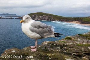 Seagull-on-Slea-Head-Ring-of-Kerry-Ireland