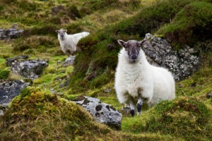 Sheep-at-Carrowkeel-County-Sligo-Ireland