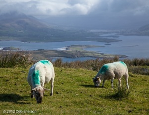Sheep-on-Geokaun-Mountain-Valencia-Island-Kerry-Ireland