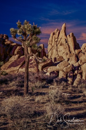 After-Dark-Joshua-Tree-National-Park