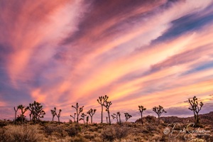 Blazing-Sunset-at-Joshua-Tree-National-Park-Feb-2020