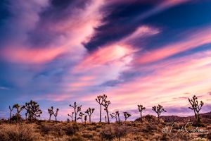 Dusk-Joshua-Tree-National-Park-Feb-2020