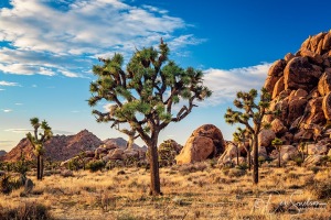 Joshua-Tree-NP-in-Sunset-Gold