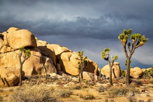 Joshua-Tree-National-Park-Desert-Landscape