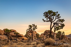 Joshua-Tree-National-Park-Pastel-Sunrise