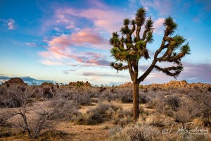 Joshua-Tree-National-Park-Sunset-Color