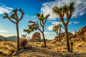 Joshua-Tree-National-Park-Sunset