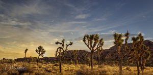 Pano-Sunset-Joshua-Tree-Line-up