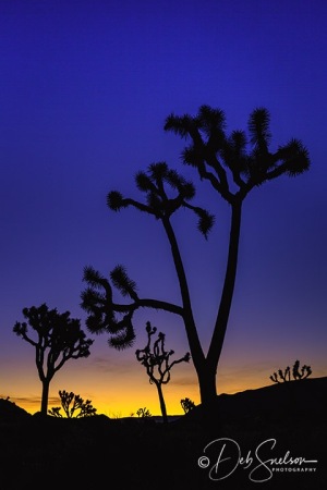 Predawn-Silhouette-Joshua-Tree-National-Park