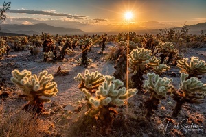 Sunrise-Cholla-Garden-Joshua-Tree-National-Park