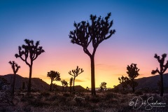 Joshua Tree National Park
