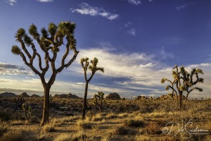 Sunset-Glow-Joshua-Tree-National-Park
