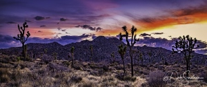 Twilight-Joshua-Tree-National-Park-Pano