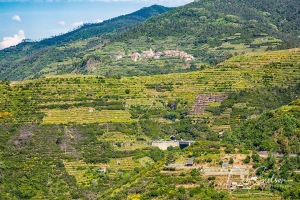 Terraced-Agrriculture-on-Hillsides-of-Cinque-Terre-Italy