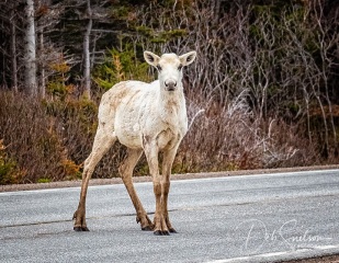 Caribou-Gros-Morne-Natl-Park-NL-Canada