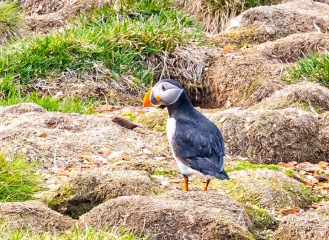 Puffin-Elliston-NL-Canada