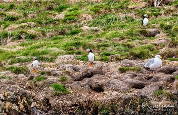 Puffins-on-Island-offshore-of-Elliston-NL-Canada