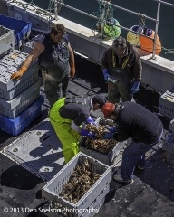 1 The business of fishing - Digby NS Crab bait for lobsters