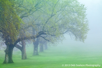 4 Fog in Trees Lunenburg Nova Scotia Canada