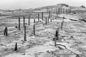 Ghostly-sand-fence-at-Outer-Banks-North-Carolina
