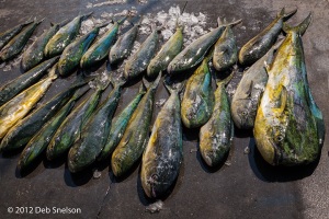 MG_5926-fresh-caught-fish-720-sRGB