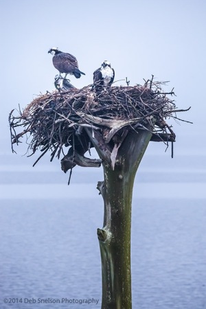 Osprey-on-Nest-Outer-Banks-North-Carolina