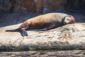 Sleeping-Sea-Lion-on-Rock-Oregon-Coast