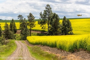Canola-fields-and-crop-duster-rape-seed-mustard-Colfax-Washington-Palouse-Morley-Rd