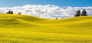 Canola-fields-rape-seed-mustard-pano-1Colfax-Washington-Palouse-Morley-Rd